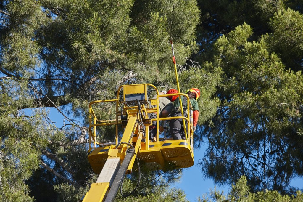 Tree work, pruning operations. Crane and pine wood forest